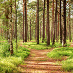 Nature Trails at Pine Forest