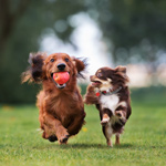 Dog Parks at Pine Forest